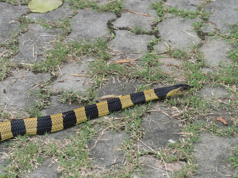 A banded krait snake in the courtyard.