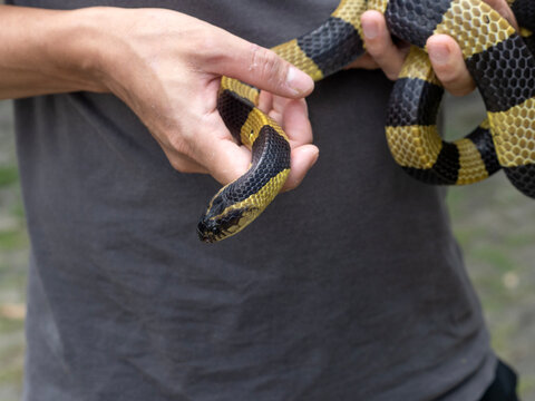 A banded krait snake in the courtyard.