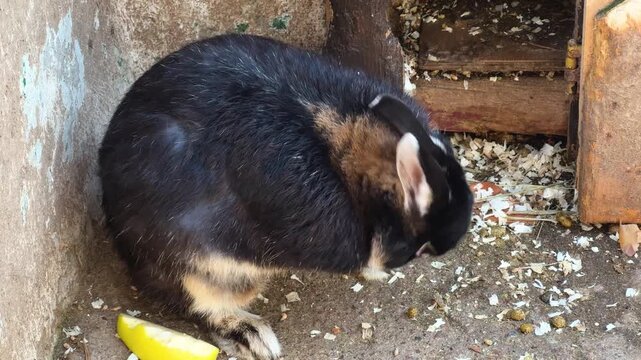 Black and tan domestic rabbit resting beside a piece of fruit in a rustic outdoor shelter. Cute pet animal, small mammal care, feeding and natural behavior concept.