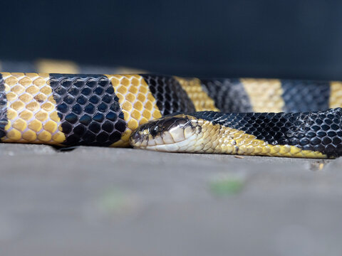 A banded krait snake in the courtyard.