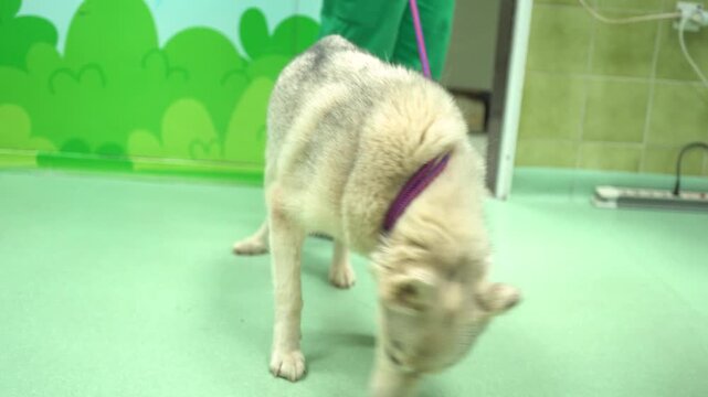 Portrait of a dog in the animal hospital