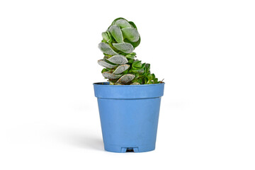 Small potted 'Crassula jade Tower' succulent plant on white background © Firn