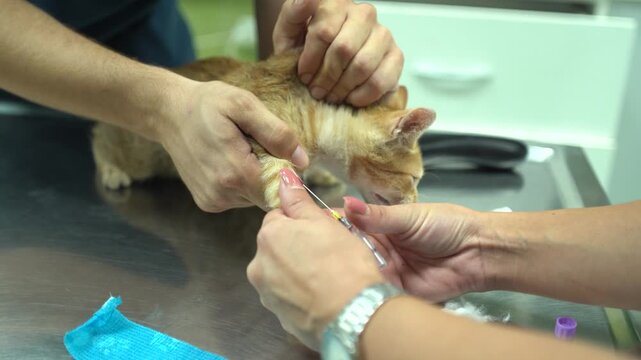 Woman vet hand closeup taking a blood sample from a cat's paw