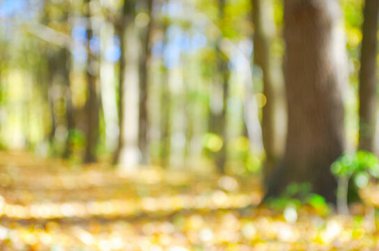 Autumn golden forest, blured background.
