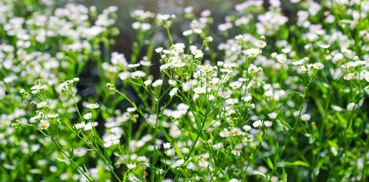 abstract blossom flowers on field