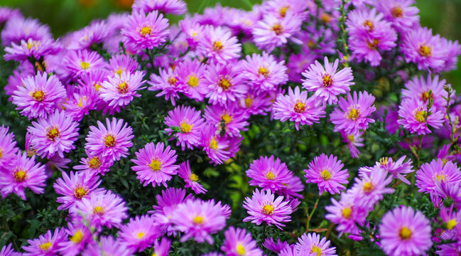 The beautiful of Chrysanthemum flowers