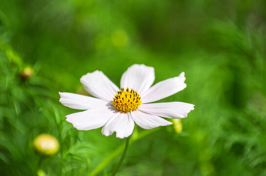 Field of cosmos flower background