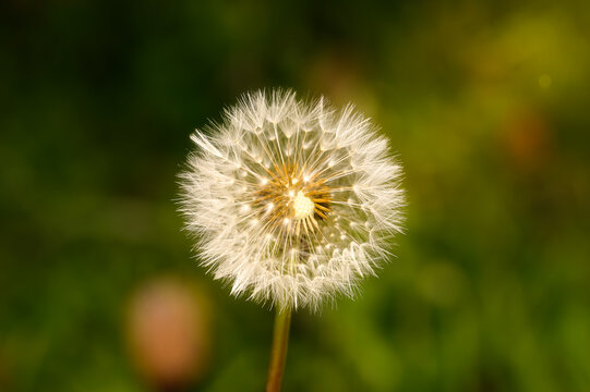 Delicate dandelion seed head illuminated by warm sunlight against a soft green bokeh background, creating a serene and elegant nature macro scene.