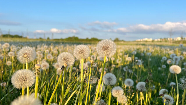 White Taraxacum officinale - dandelion seed heads in a sunlit meadow. Invasive weeds, wind dispersal, soil ecology, and pollinator habitat. wildflower ecology, soil health, and seed dispersal.