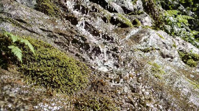 Close-Up of Clear Mountain Stream Water Flowing Over Mossy Rocks