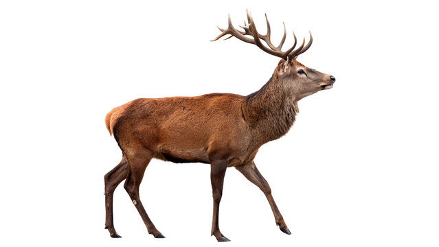Majestic wild red deer stag with large antlers isolated on transparent background
