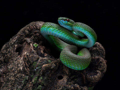 Blue-Green White Lipped Pit Viper (Trimeresurus insularis) displaying an open defensive posture. It is a venomous pit viper native to the Lesser Sunda Islands, Indonesia.
