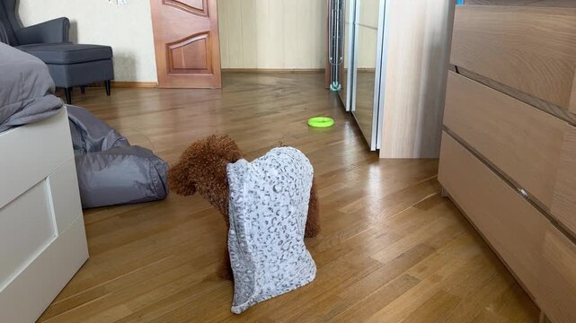 Curly brown dog under a small throw blanket indoors. Playful funny cute pet companion enjoying home life and cozy domestic comfort. Nice puppy play game. Little fidget restless rascal.