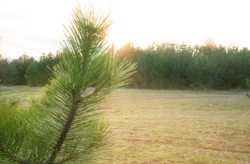 Pine branch with long green needles beside an open meadow, surrounded by woodland trees in warm low sunlight within a natural landscape © Mila
