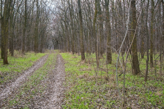 Leaf-covered dirt road winding through a leafless deciduous forest with green grass, bare branches, mossy trunks, and muted overcast light