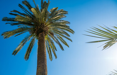 Low angle view of a tall palm tree with spreading green fronds against a clear blue sky, illuminated by bright natural sunlight © Mila