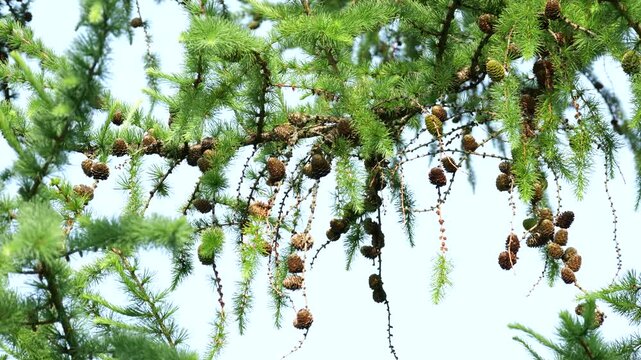 branches of a tree with leaves