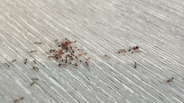 Small ants crawling on a wooden laminate floor surface
