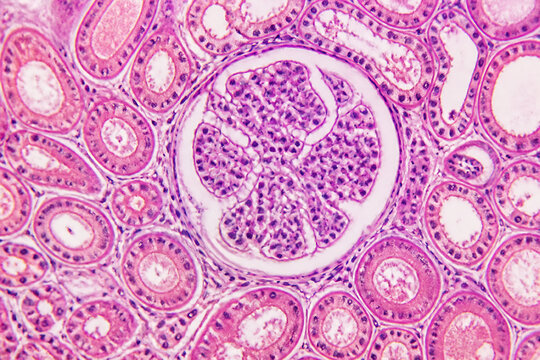 A micrograph of ovarian tissue displaying follicles at various stages of development.