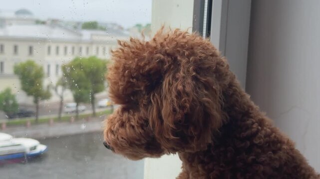 Curly red brown poodle dog looking through a rain covered window at a quiet suburban street. Pet waiting, sad rainy day mood, companionship and longing concept. Depression upset animal.