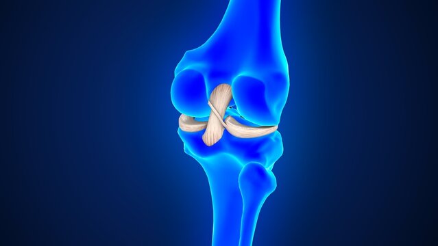The posterior cruciate ligament (PCL) of 3d illustration