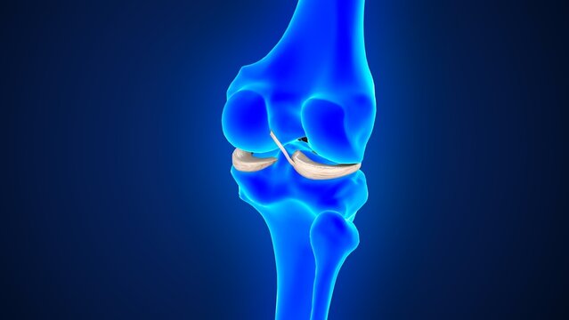The posterior meniscofemoral ligament of 3d illustration