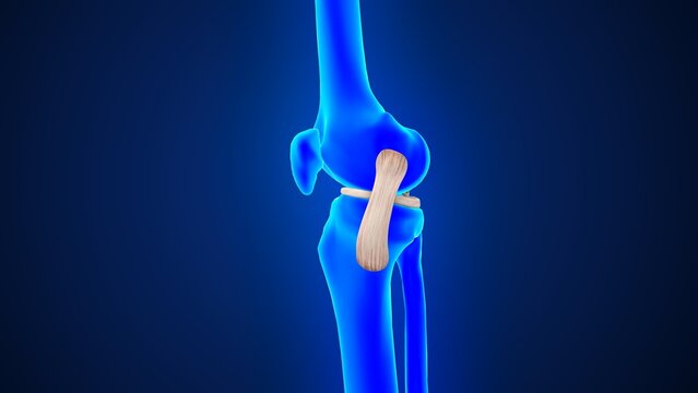 The medial collateral ligament of 3d illustration