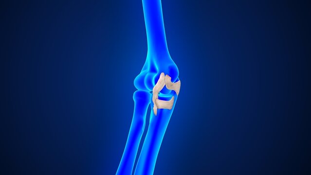 The ulnar collateral ligament (UCL) of 3d illustration