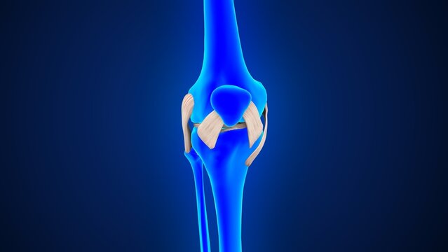 Human knee joint ligaments of 3d illustration