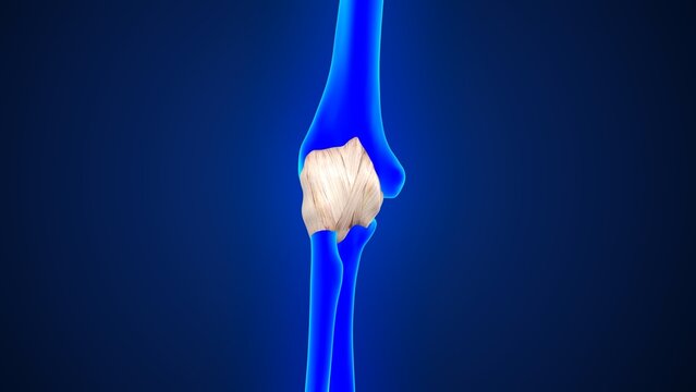 Elbow joint capsule ligaments of 3d illustration