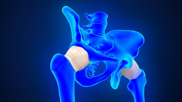 The hip joint capsule of 3d illustration