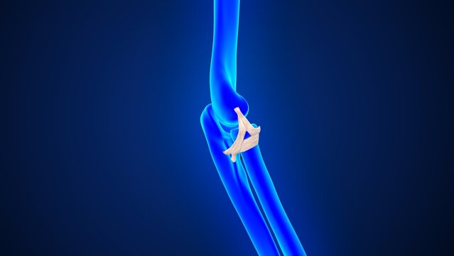 Radial Collateral Ligament of the Elbow of 3d illustration