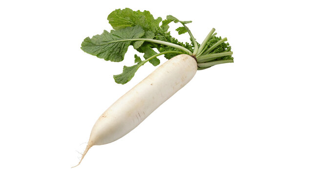 Fresh organic white daikon radish with green leaves isolated on transparent background