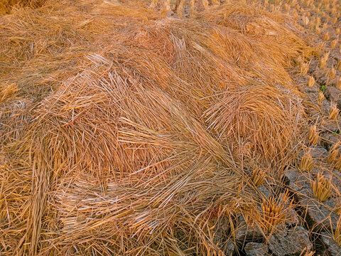 High angle view of golden dried rice straw lying next to cracked mud soil in a harvested paddy field during extreme dry season.