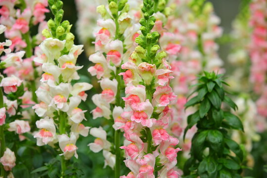 colorful Snapdragon(Antirrhinum majus) flowers blooming in the garden with soft background at sunny day
