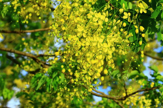 blooming flowers of the Golden Shower Tree(Golden Shower Senna,Indian Laburnum,Pudding Pipe Tree),close-up of yellow flowers blooming on the branches 