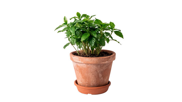 Fresh green basil herb plant growing in clay pot isolated on transparent background