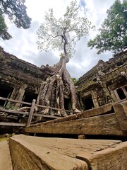 Fototapeta premium Silk Cotton Tree at Ta Prohm temple Angkor Thom Siem Reap Cambodia