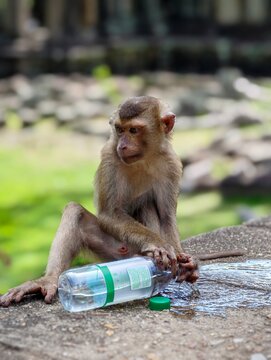 Macaque monkey spilling water out of a plastic bottle near Angkor Wat temple, Siem Reap Cambodia