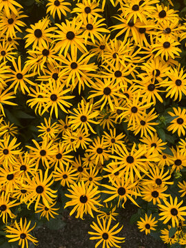 Abundant mass of bright yellow Rudbeckia flowers with dark brown centers blooming densely against lush green foliage. Vibrant natural floral background.