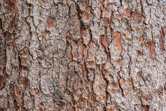 Bark texture and background of a old fir tree trunk. Detailed bark texture. Natural background