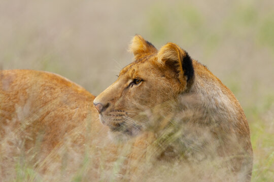 View of a lioness in tall grass in Lahore, Punjab, Pakistan.
