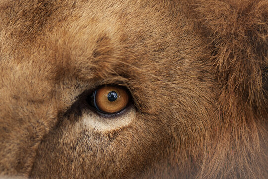 View of a detailed close-up of a lion's eye and textured fur in Lahore, Punjab, Pakistan.