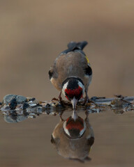 Fototapeta premium European goldfinch Carduelis carduelis drinking water with perfect reflection. Colorful passerine bird with red face and yellow wings in its natural habitat. Wildlife bird photography.