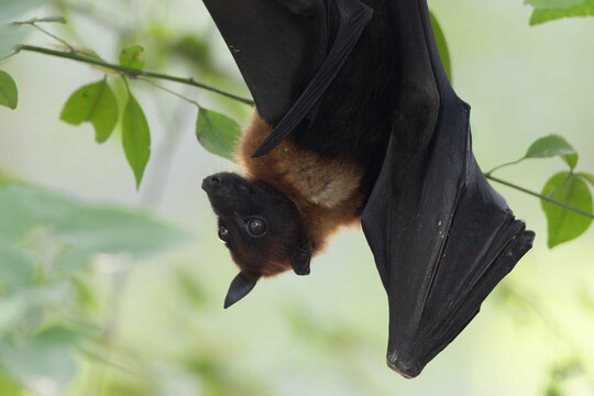 View of a fruit bat hanging upside down from a tree branch in Lawrence Garden, Lahore, Punjab, Pakistan.