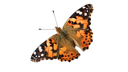 Naklejka premium Beautiful orange and black painted lady butterfly isolated on transparent background