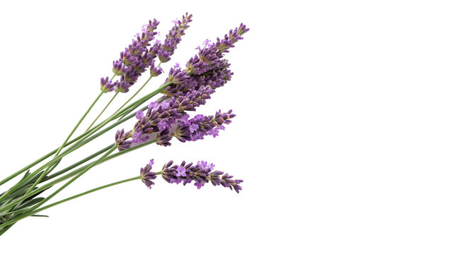 Bunch of fresh purple aromatic lavender flowers isolated on transparent background