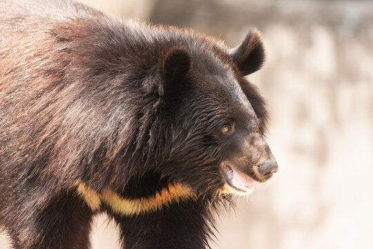 View of a Himalayan black bear with dark fur and a distinctive chest patch standing in a zoo enclosure in Lahore, Punjab, Pakistan.