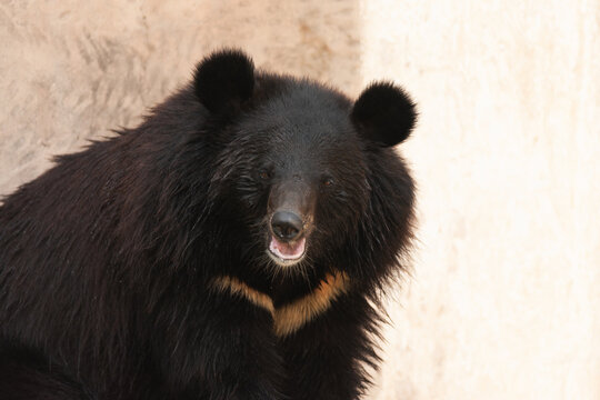 View of an Asiatic black bear with its characteristic white V-shaped chest mark and thick black fur in Lahore, Punjab, Pakistan.