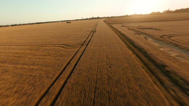 Drone flying over corn field in Fehmarn 
